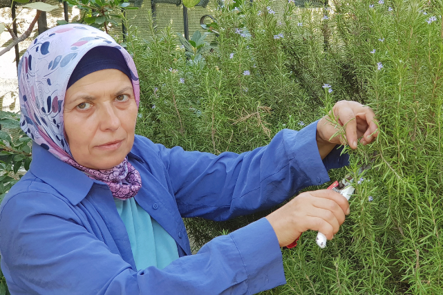 İzmir’in Seferihisar ilçesinde biberiye bitkisi, az bakım istemesi ve geniş