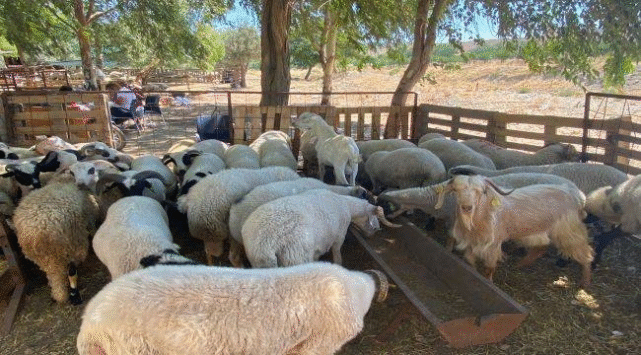 Seferihisar Hayvan Pazarı Yeniden Açıldı Seferihisar İlçe Tarım ve Orman Müdürlüğü, şap hastalığına karşı yürütülen
