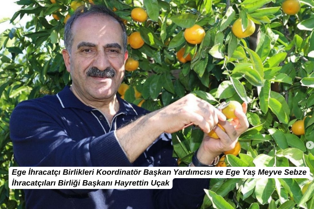 Türkiye’nin narenciye deposu Ege Bölgesi’nde ve Seferihisar’da hasat tüm hızıyla