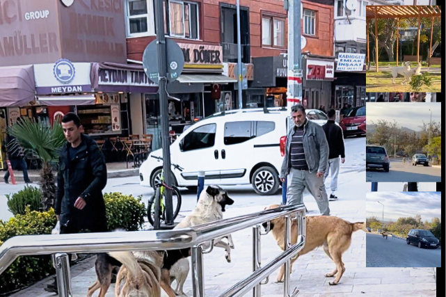 Belediyeye çağrı: Hıdırlık Mahallesi’nde can güvenliği tehlikede Seferihisar’ın Hıdırlık Mahallesi’nde başıboş köpeklerin saldırgan davranışları ve gece boyunca