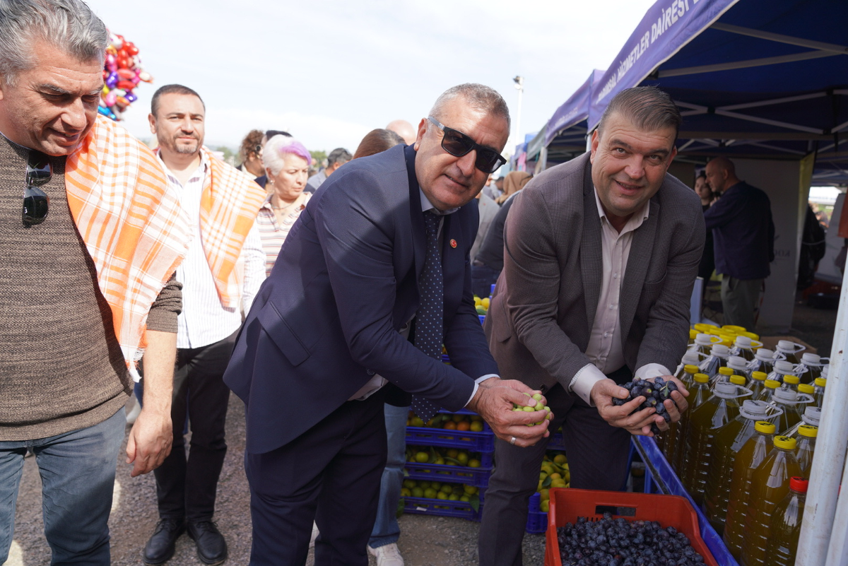 İzmir’in Seferihisar ilçesine bağlı Orhanlı Köyü’nde zeytin hasadı festival coşkusuyla