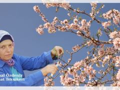 Seferihisar’da bahar müjdesi: Badem ağaçları çiçek açtı