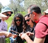 Seferihisar’da zeytin ağaçlarına uzman dokunuşu
