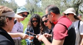 Seferihisar’da zeytin ağaçlarına uzman dokunuşu