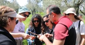Seferihisar’da zeytin ağaçlarına uzman dokunuşu