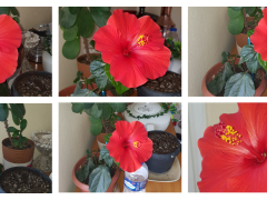 Seferihisar bahçelerinde Japon gülü zarafeti