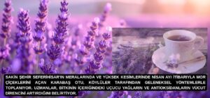 Seferihisar’ın meralarında doğal olarak yetişen ve "yalancı lavanta" olarak bilinen