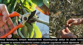 Seferihisar’da zeytin ağaçlarına uzman dokunuşu