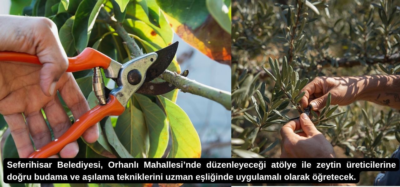 Seferihisar Belediyesi, 22 Nisan'da Orhanlı Mahallesi'nde zeytin ağacı budama ve