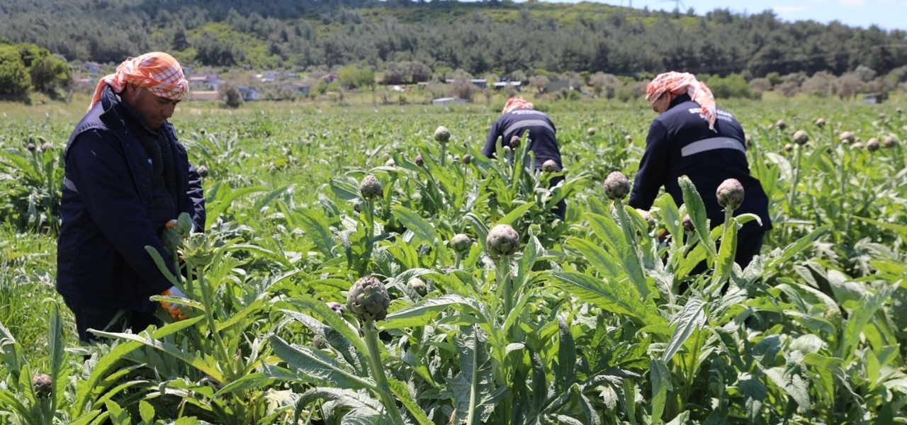Seferihisar’ın önemli tarımsal değerlerinden enginarın hasat sezonu Düzce Köyü’nde başladı.