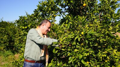 Seferihisar'da coğrafi işaret tescilli Satsuma mandalinasının hasat sezonu coşkuyla başladı.